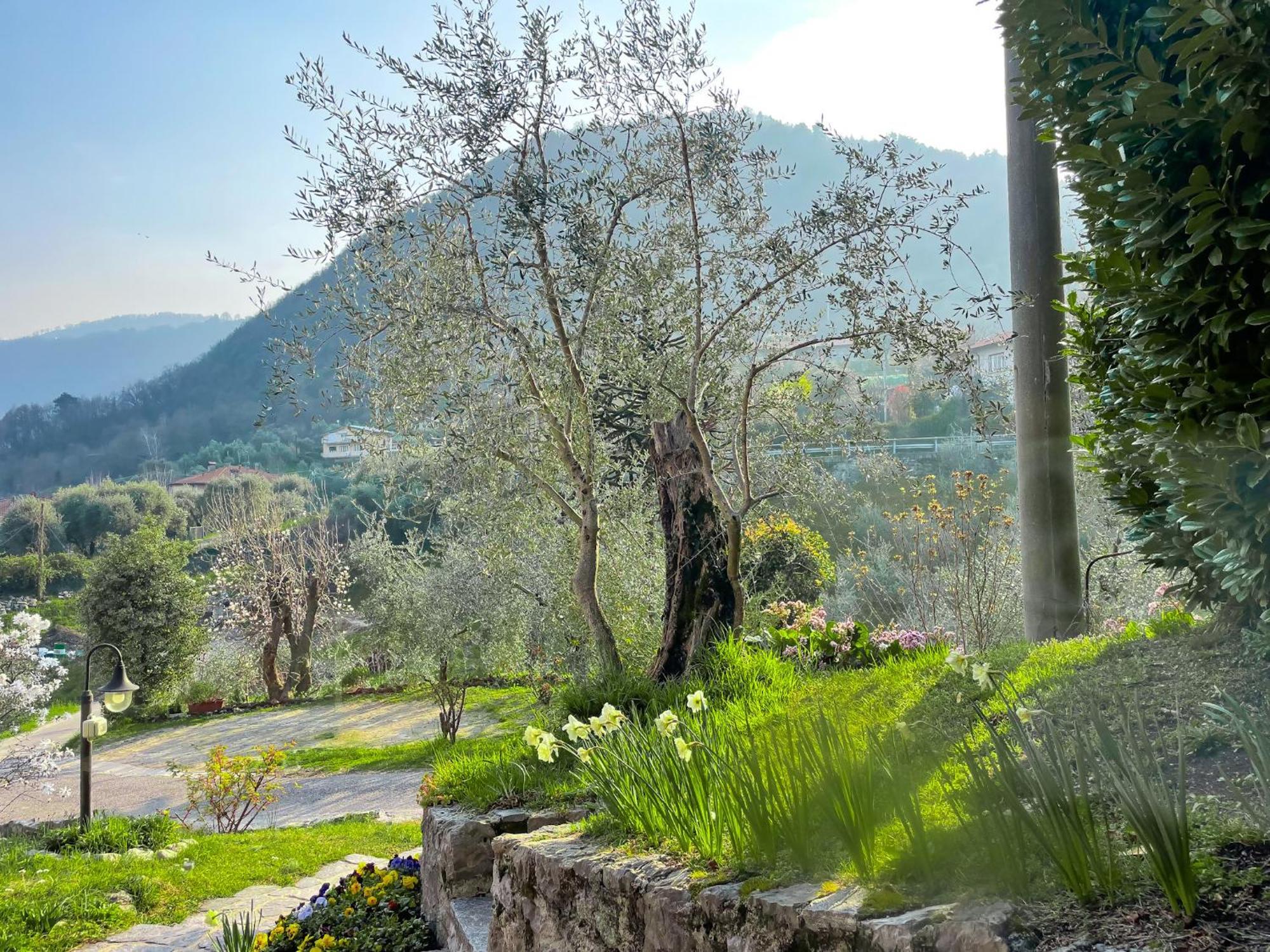 Breva Loft Tra Gli Ulivi Ed Il Lago 贝拉焦 外观 照片